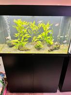 Aquarium Juwel Rio 125, Dieren en Toebehoren, Ophalen of Verzenden, Zo goed als nieuw, Leeg aquarium