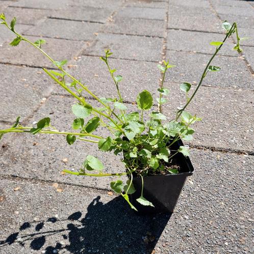 campanula poscharskyana, klokjesbloem, Tuin en Terras, Planten | Tuinplanten, Overige soorten, Volle zon, Zomer, Ophalen