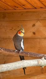 Te koop koppel valkparkieten, Dieren en Toebehoren, Meerdere dieren, Parkiet, Geringd