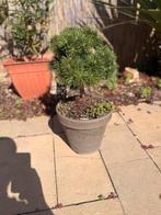 Pinus mugo, Tuin en Terras, Planten | Bomen, Ophalen, Overige soorten