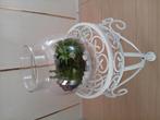 Terrarium Succulent, Huis en Inrichting, Ophalen of Verzenden, Halfschaduw, Minder dan 100 cm