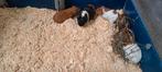 Verschillende cavia beren van 2025 en 2024, Dieren en Toebehoren, Knaagdieren, Februari, Mannelijk, Cavia