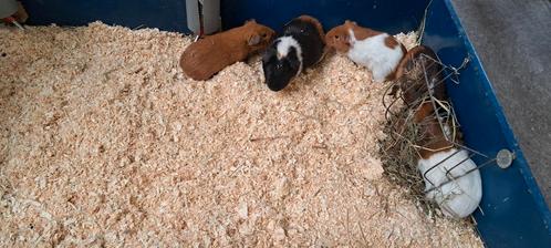 Verschillende cavia beren van 2025 en 2024, Dieren en Toebehoren, Knaagdieren, Mannelijk, Cavia, Februari