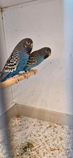 Blackface grasparkiet, Dieren en Toebehoren, Vogels | Parkieten en Papegaaien, Vrouwelijk, Parkiet, Geringd