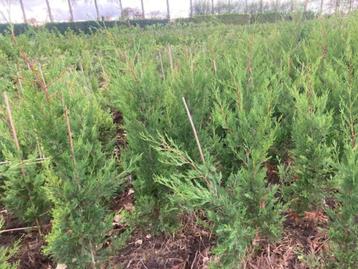 Leylandii coniferen beschikbaar voor biedingen