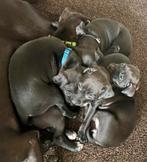 Patterdale terrier pups (1 teefje beschikbaar), Dieren en Toebehoren, Overige rassen, CDV (hondenziekte), 8 tot 15 weken, Meerdere