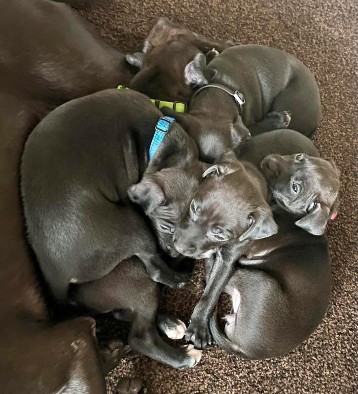 Patterdale terrier pups (2 teefjes beschikbaar), Dieren en Toebehoren, Honden | Jack Russells en Terriërs, Meerdere dieren, Overige rassen