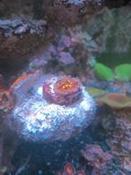 Golden Eye Chalice ( koraal ), Dieren en Toebehoren, Overige typen