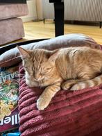 Kittens aangeboden, Dieren en Toebehoren, Katten en Kittens | Raskatten | Korthaar, Kater