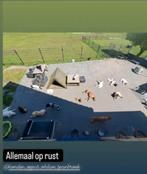 Honden vakantieopvang!, Diensten en Vakmensen, Dieren | Honden | Verzorging, Oppas en Les