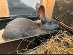 2 lieve konijnen, Dieren en Toebehoren, Konijnen, Vrouwelijk, Groot