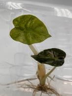 Alocasia Heart Balloon Pink Variegata Tissue Culture Planten, Huis en Inrichting, Kamerplanten, Overige soorten, In pot, Minder dan 100 cm