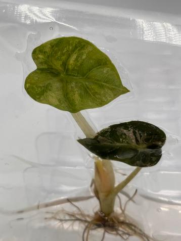 Alocasia Heart Balloon Pink Variegata Tissue Culture Planten beschikbaar voor biedingen