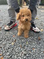 Toy poodle pup, Dieren en Toebehoren, Honden | Chihuahua's en Gezelschapshonden, Poedel, België, Particulier, 15 weken tot 1 jaar