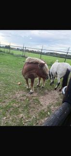 Shetland pony’s, Dieren en Toebehoren, December, Geslacht onbekend