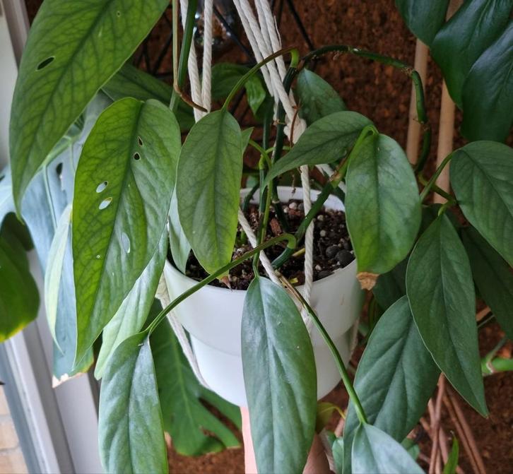 epipremnum cebu blue stek, Huis en Inrichting, Kamerplanten, Minder dan 100 cm, Halfschaduw, Ophalen of Verzenden