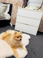 Brown Pomeranian dog 6 month old, Dieren en Toebehoren, Honden | Chihuahua's en Gezelschapshonden, Rabiës (hondsdolheid), 15 weken tot 1 jaar