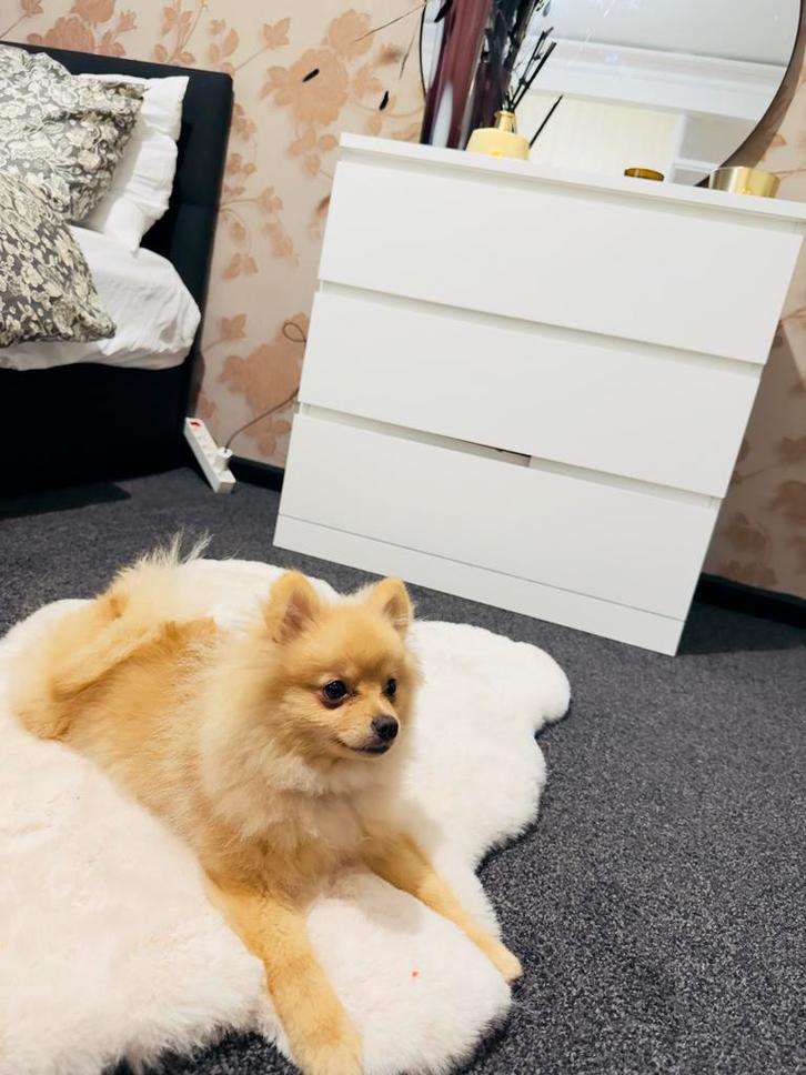 Brown Pomeranian dog 6 month old, Dieren en Toebehoren, Honden | Chihuahua's en Gezelschapshonden, Reu, Overige rassen, Particulier