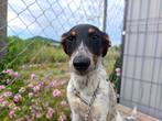 BESCHEIDEN LIEVE PUP LINA ZOEKT FIJN THUIS MET HOOP LIEFDE, Dieren en Toebehoren, Honden | Niet-rashonden, Particulier, Rabiës (hondsdolheid)