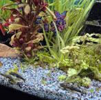 Borstelneus algeneter, Dieren en Toebehoren