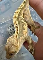 0.1 wimpergekko 2023, Dieren en Toebehoren, Reptielen en Amfibieën, Hagedis, 0 tot 2 jaar