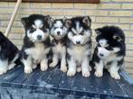Gezonde Siberische husky pups gechipt, paspoort, ontwormd…, Dieren en Toebehoren, Honden | Dekreuen, CDV (hondenziekte), Particulier
