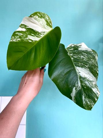 Kopstek Monstera Albo Variegata / wit marble mint beschikbaar voor biedingen