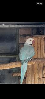 Halsbandparkieten, Meerdere dieren, Parkiet, Geringd