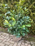 Rothundifolia 100/120 en 60/80, Tuin en Terras, Ophalen of Verzenden, Overige soorten, 100 tot 250 cm