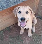 Lieve labrador mix pup zoekt fijn  huisje, Rabiës (hondsdolheid), 15 weken tot 1 jaar, Meerdere dieren, Eén hond