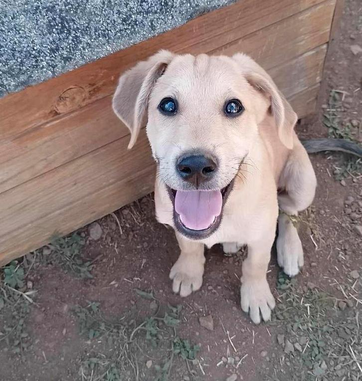 Lieve labrador mix pup zoekt fijn  huisje, Dieren en Toebehoren, Honden | Niet-rashonden, Middel, Meerdere dieren, Particulier