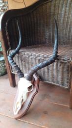impala afrika antilope gewei hoorn, Verzamelen, Dierenverzamelingen, Ophalen of Verzenden, Zo goed als nieuw, Overige soorten