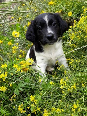 Friese Stabij mix pups beschikbaar voor biedingen