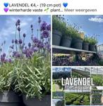 Lavendel winterhard vaste plant grote partij, Volle zon, Vaste plant, Zomer, Ophalen