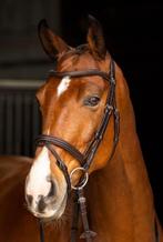Lemieux Arika Flash hoofdstel bruin XFull, Ophalen of Verzenden, Dressuur