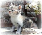 Prachtige kittens, Dieren en Toebehoren, Katten en Kittens | Overige Katten, Meerdere dieren