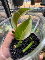 Philodendron Micans Mint, Huis en Inrichting, Kamerplanten, Ophalen of Verzenden, Overige soorten, Minder dan 100 cm