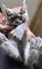 Maine coon kittens, Dieren en Toebehoren, Katten en Kittens | Overige Katten, Meerdere dieren