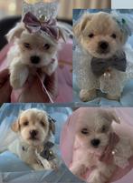 4 prachtige maltipo pups MINI, Poedel, 8 tot 15 weken, Parvo, Meerdere