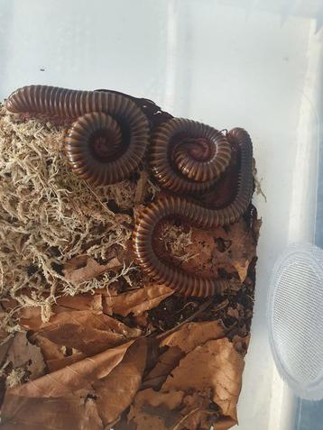 Te koop cameroon rosy leg millipede (miljoenpoot) beschikbaar voor biedingen