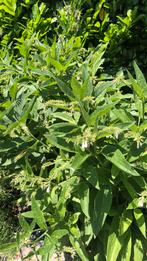 Wortelstekken van smeerwortel, Tuin en Terras, Planten | Tuinplanten, Overige soorten, Volle zon, Vaste plant, Ophalen of Verzenden