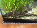 Ancistrus - 15-20 cm, Dieren en Toebehoren, Vis, Zoetwatervis