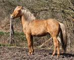 Weidegang / stalling gezocht voor jonge spaanse ruin, Dieren en Toebehoren, Stalling en Weidegang, Weidegang, 1 paard of pony