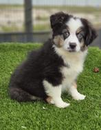 Te koop super mooie Mini Australian Sherperd pups