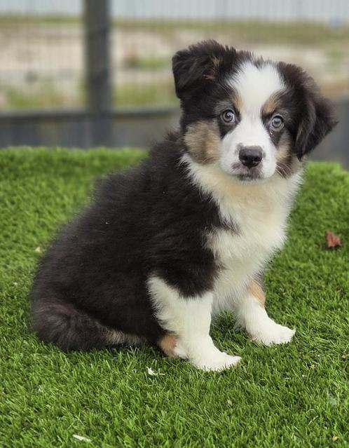 Te koop super mooie Mini Australian Sherperd pups, Dieren en Toebehoren, Honden | Herdershonden en Veedrijvers, Meerdere dieren