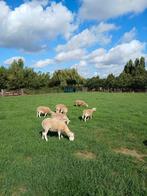 Stamboek nolana ruischapen, Dieren en Toebehoren, Meerdere dieren, Schaap, 0 tot 2 jaar
