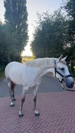 Spaanse E pony merrie te koop!, Dieren en Toebehoren, Pony's, Zadelmak, 7 tot 10 jaar, Recreatiepony, Merrie