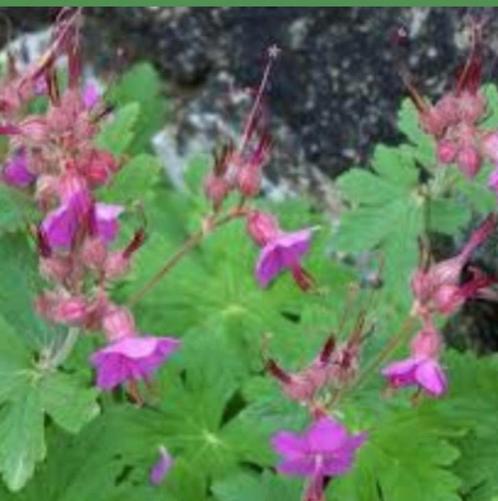 Geranium macrorrhizum ooievaarsbek, Tuin en Terras, Planten | Bomen, Ophalen of Verzenden