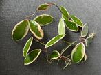 Hoya Flamingo Dream 3 stekken voor, Huis en Inrichting, Bloeiende kamerplant, Ophalen of Verzenden, Halfschaduw, Minder dan 100 cm