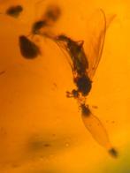 Birmees Amber (K1) met insluiting van vlieg en nog wat onbek, Verzenden, Fossiel